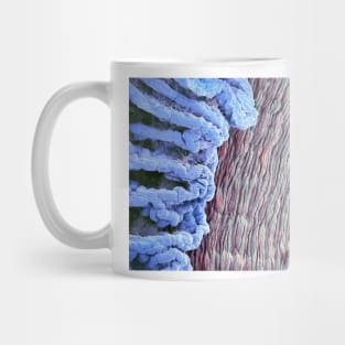 Eye anatomy, SEM (C011/6673) Mug